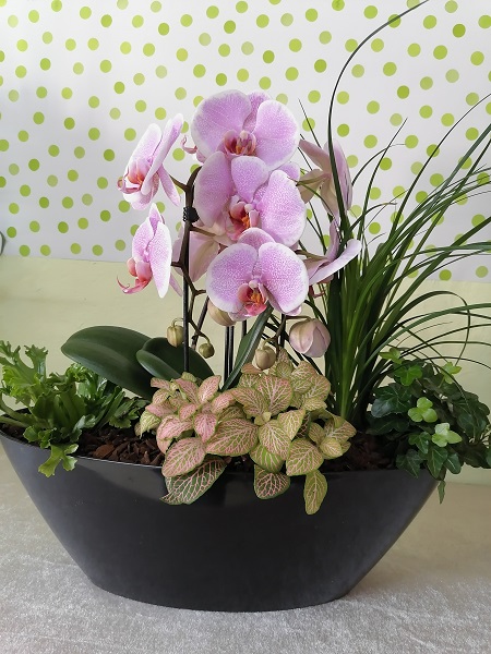 Composizione Con Orchidea