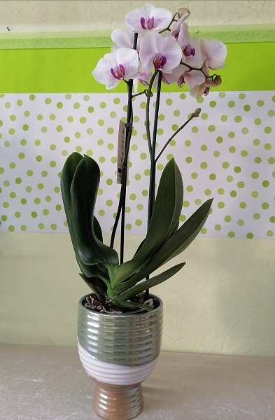 Orchidea Con Vaso