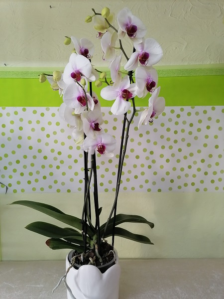 Orchidea Con Vaso